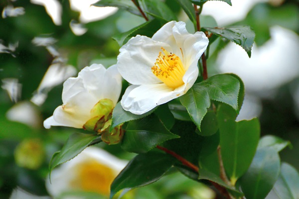 Garden-Center-Images/Shrubs-Camellias2.jpg